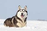 SIBERIAN HUSKY 157